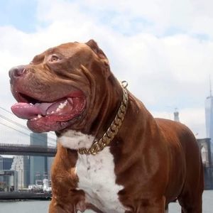 Meet your Posher, Blake